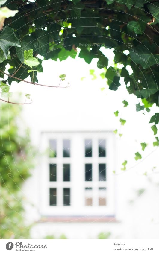 passage Plant Ivy Leaf Foliage plant Wall (barrier) Wall (building) Window Growth Bright Green White Overgrown Colour photo Subdued colour Exterior shot