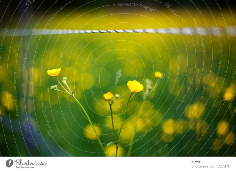 dotty Environment Nature Plant Spring Flower Natural Yellow Green Marsh marigold Colour photo Exterior shot Macro (Extreme close-up) Deserted Day