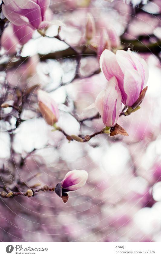 feminine Environment Nature Plant Spring Flower Blossom Natural Pink Magnolia plants Magnolia blossom Colour photo Exterior shot Macro (Extreme close-up)