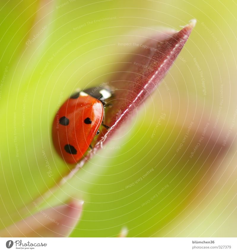 On the trail of happiness Animal Pet Beetle Wing Seven-spot ladybird Ladybird Insect 1 Crawl Walking Sit Small Natural Round Green Red Black Happy