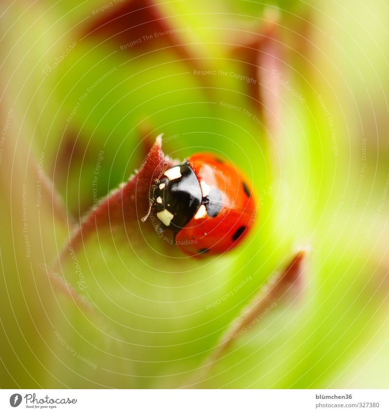 In the face of happiness Animal Wild animal Beetle Animal face Wing Seven-spot ladybird Ladybird Insect 1 Crawl Walking Sit Small Natural Round Green Red Black