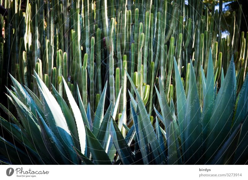 spiny forest Nature Exotic Cactus Cactus field Growth Authentic Point Thorny Blue Green Dangerous Bizarre Protection full-frame image Closed Species diversity