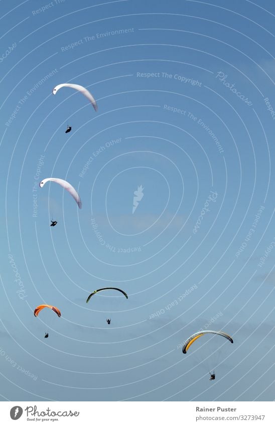 Five paragliders fly through the blue sky Adventure Far-off places Summer Summer vacation Air Cloudless sky Beautiful weather Coast San Diego La Jolla Free