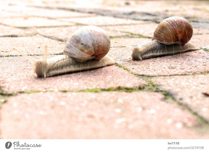 at snail's pace Wild animal Snail Animal face 2 Brown Gray Green Red White Vineyard snail Snail shell Feeler Eyes Crawl Slowly Garden Flat (apartment) Lime