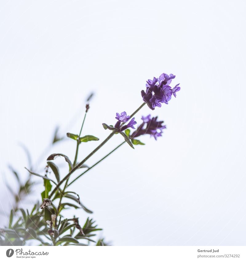 Lavender Blossom Nature Plant Autumn Flower Style Flowers and plants Colour photo Subdued colour Exterior shot Close-up Copy Space right Copy Space top