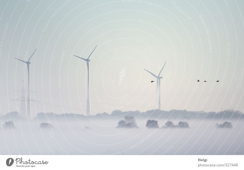 early morning fog Technology Energy industry Wind energy plant Environment Nature Landscape Sunrise Sunset Autumn Fog Ice Frost Tree Bog Marsh Wild animal Bird