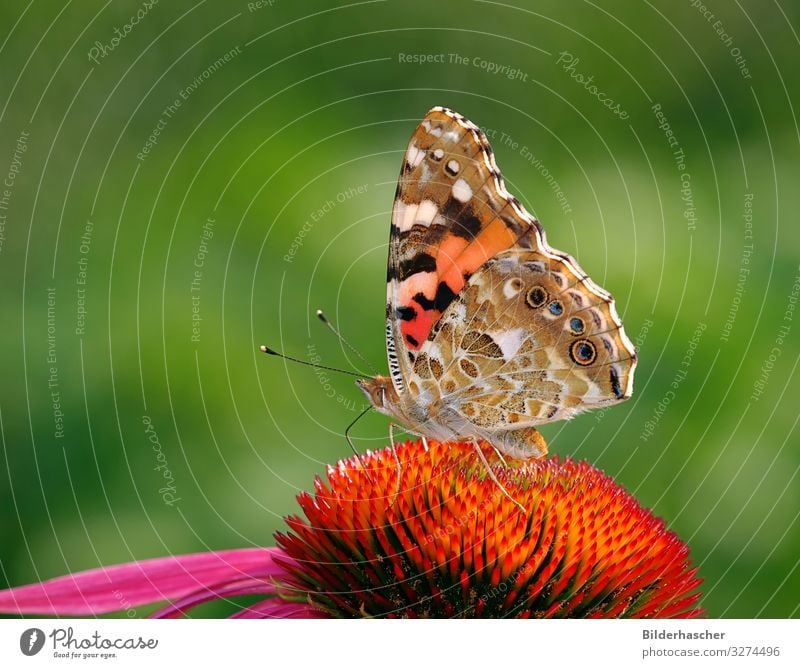 Thistle butterfly on Echinacea purpurea Painted lady Butterfly Rudbeckia Purple cone flower Blossom Flower Noble butterfly butterflies Insect Summerflower