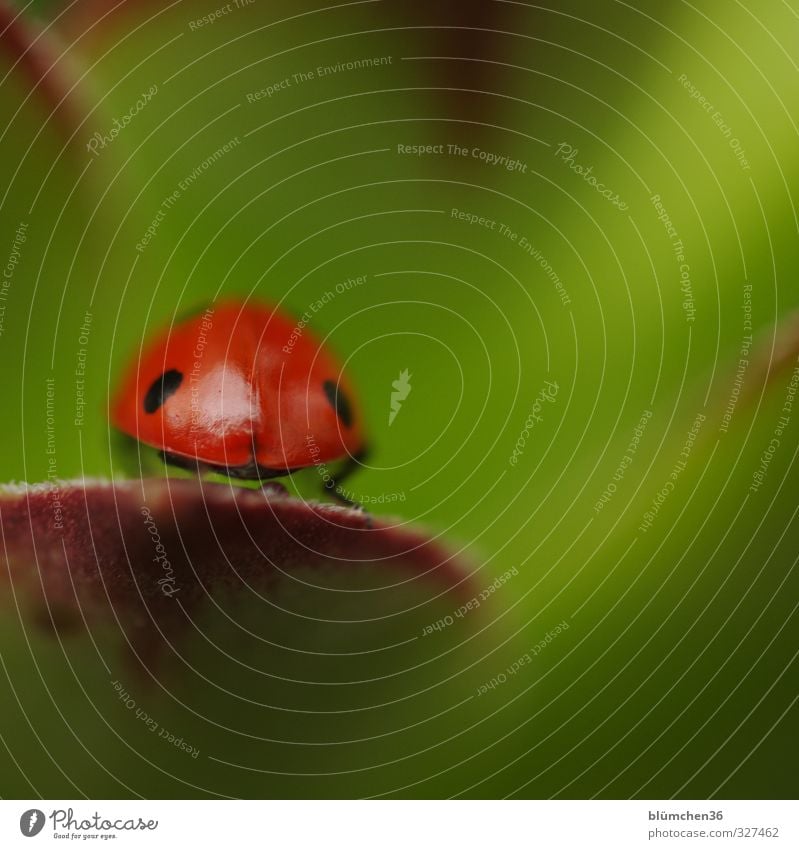 Let's go Animal Farm animal Beetle Wing Seven-spot ladybird Ladybird Insect 1 Crawl Walking Sit Small Natural Round Green Red Black Happy