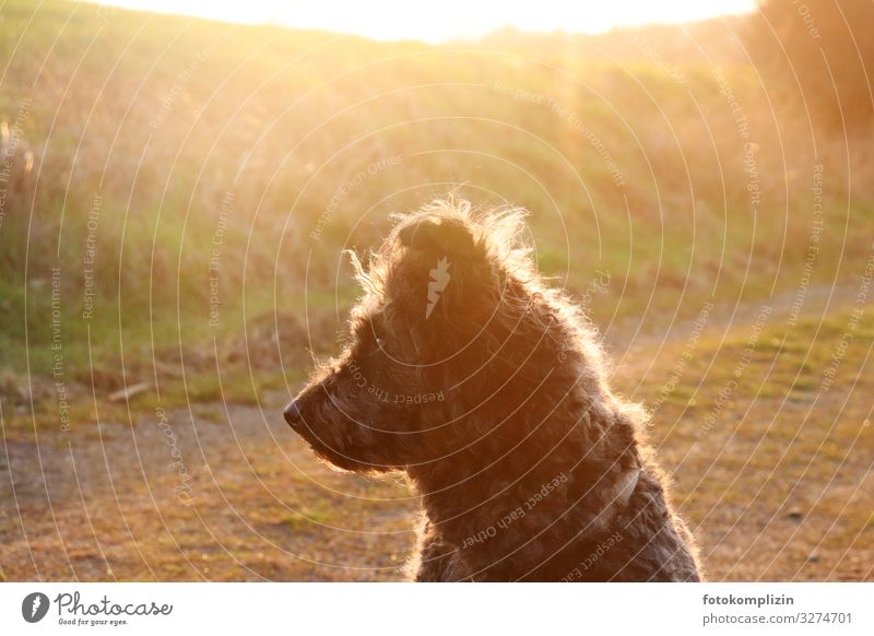 Dog in late summer light Pet Pelt Herding dog 1 Animal Observe Listening Warmth Gold Moody Love of animals Watchfulness Calm Curiosity Contentment Expectation