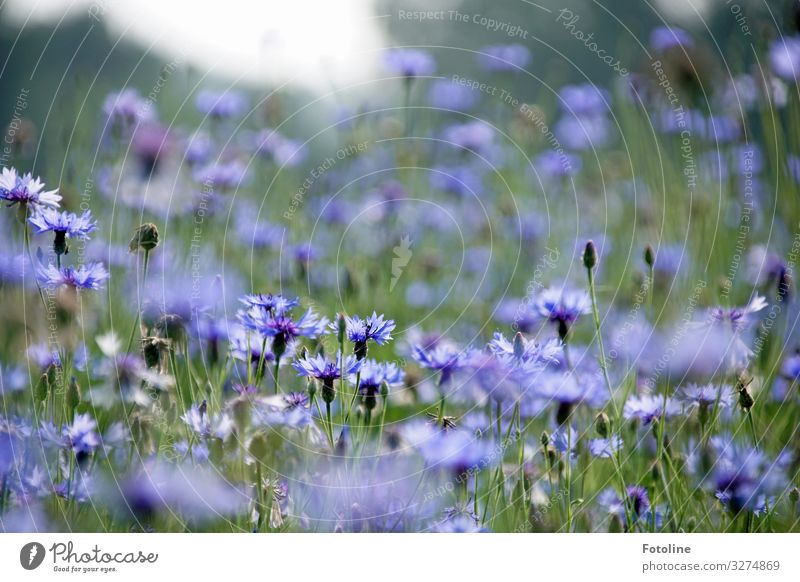 CornFlowersField Environment Nature Landscape Plant Summer Grass Blossom Park Meadow Bright Near Natural Blue Green Cornflower Flower meadow Colour photo