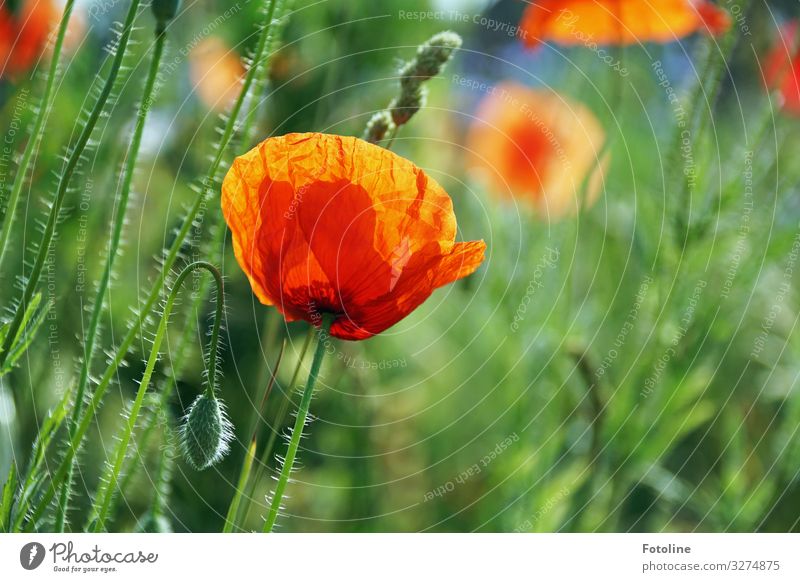 I dream of summer! Environment Nature Landscape Plant Summer Flower Blossom Park Meadow Field Bright Warmth Green Red Poppy blossom Poppy field Poppy capsule