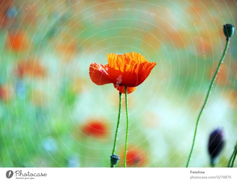 poppy day Environment Nature Landscape Plant Summer Beautiful weather Flower Blossom Meadow Field Bright Near Natural Warmth Green Red Poppy blossom Poppy field