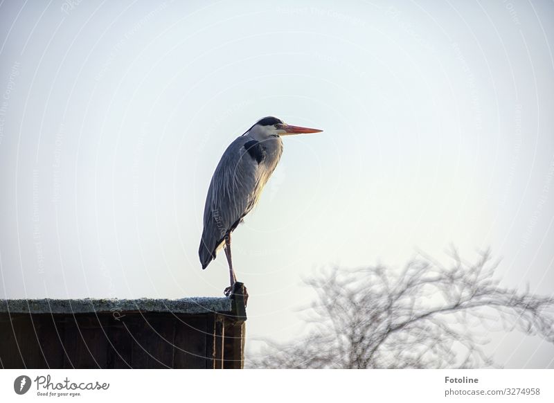 be on the lookout Environment Nature Landscape Plant Animal Sky Cloudless sky Winter Tree Wild animal Bird Wing 1 Free Bright Near Natural Gray Black White