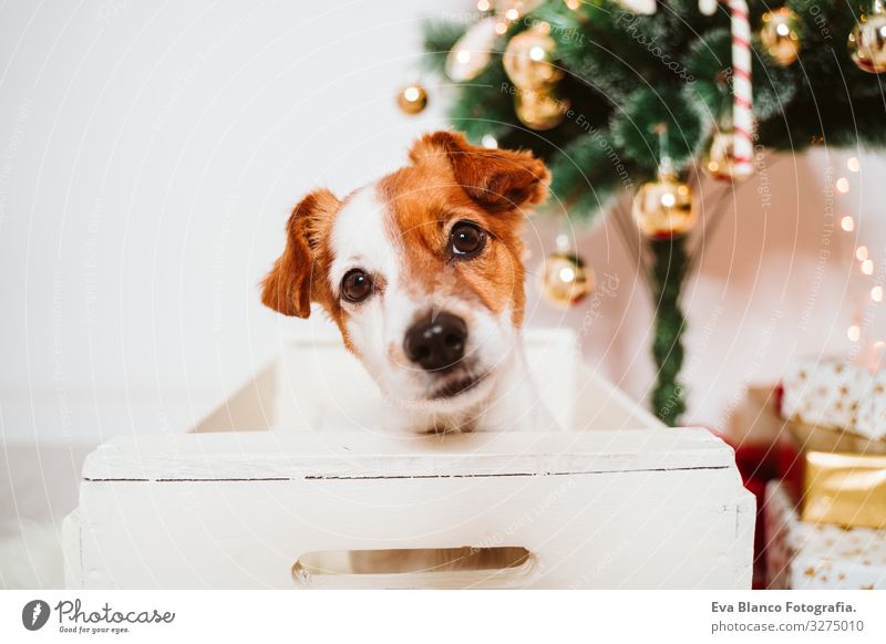 cute jack russell dog into a box at home by the christmas tree Box adoption Dog Christmas & Advent indoor Pet Jack Russell terrier Cute Home Studio shot Red