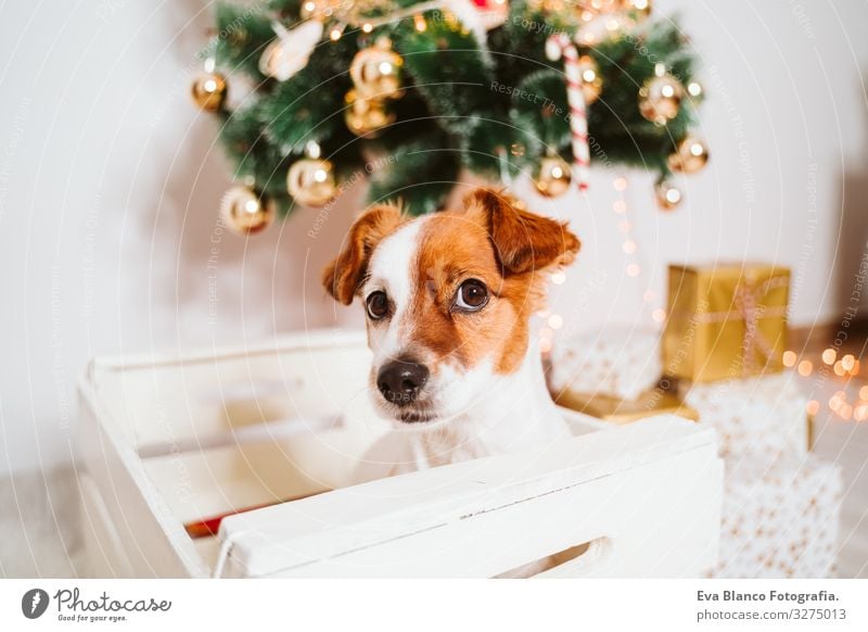 cute jack russell dog into a box at home by the christmas tree Box adoption Dog Christmas & Advent indoor Pet Jack Russell terrier Cute Home Studio shot Red