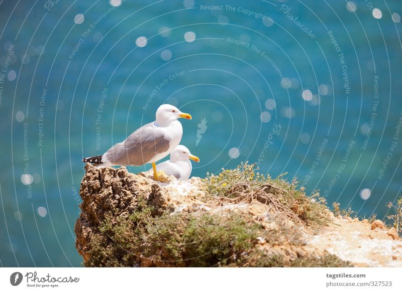 BLING, BLING Portugal Algarve Praia dos Tres Irmaos rock salt Seagull Vacation & Travel Glittering Dazzling Travel photography Idyll Card Heavenly Paradisical