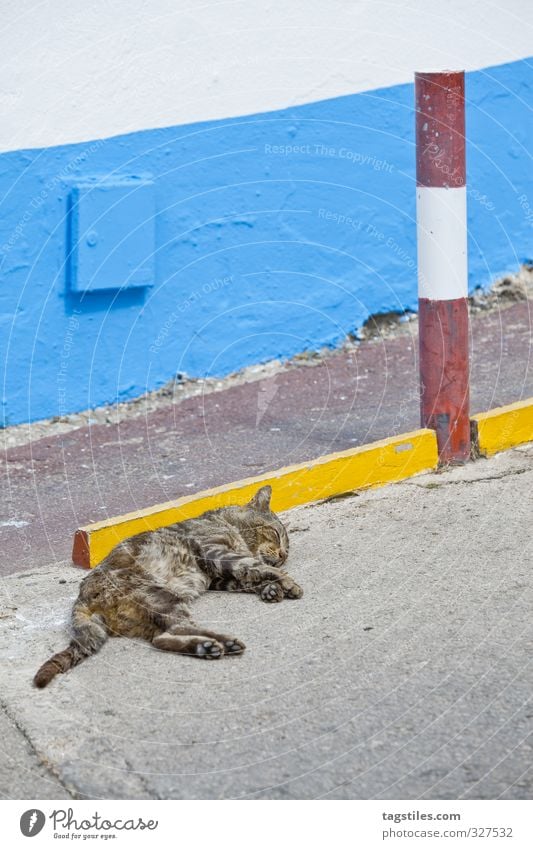 Natural born chillah Portugal Algarve Albufeira Cat Survive Street hangover rock salt Vacation & Travel Travel photography Idyll Card Tourism Paradise Heavenly