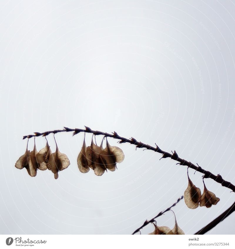 Ecological jewellery Nature Plant Clouds Autumn Twig Seed Spore Spore capsule Hang Small Near Dry Many Patient Calm Colour photo Subdued colour Exterior shot