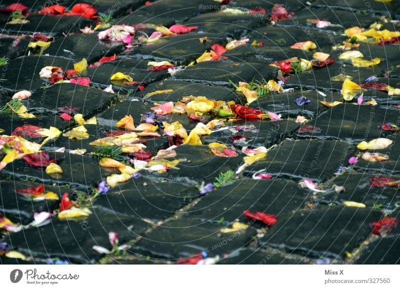 Rain of flowers* Feasts & Celebrations Valentine's Day Wedding Flower Blossom Street Lanes & trails Faded Multicoloured Cobblestones Wedding ceremony Throw