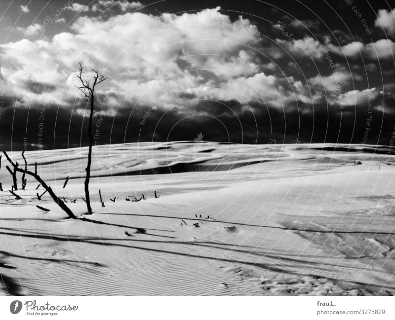 Dead trees Vacation & Travel Tourism Trip Winter Landscape Coast Beach Baltic Sea Beautiful Poland Dune Nature reserve Slowinsky National Park Polish Sahara