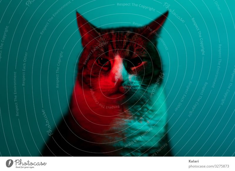 Cat in neon light looks into the camera Scene look at Art Red portrait experimental Dark Animal studio Pet pretty Indigenous Pelt Eyes tabby cat black Gray