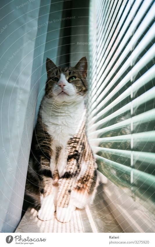 Cat sitting proudly on windowsill Drape Observe Pet Pride mackerelled Window look at watch White window light Venetian blinds Animal Bright Light pretty kitten