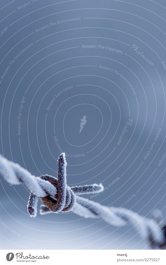 Ice-cold tip Winter Frost Barbed wire fence Point Ice crystal Steel Rust Dark Cold Power Fear Dangerous Threaten agressive Colour photo Multicoloured