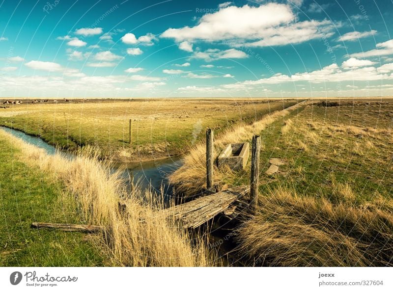 hooge Nature Landscape Water Sky Clouds Horizon Beautiful weather Meadow Field Island Hallig Hooge Holm Cow Group of animals Infinity Blue Brown Yellow Green