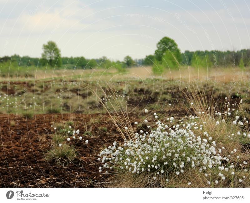 Helgiland | Spring in the Moor Environment Nature Landscape Plant Sky Beautiful weather Tree Grass Blossom Wild plant Clouds Bog Marsh Blossoming Growth