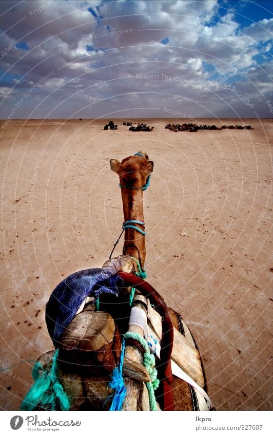 camel in desert Lifestyle Vacation & Travel Tourism Trip Adventure Freedom Summer Summer vacation Sun Nature Landscape Animal Sand Sky Cloudless sky Clouds