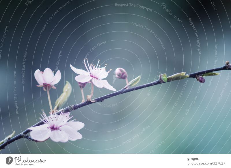 before Environment Nature Plant Bushes Leaf Blossom Growth Change Pistil Delicate Slate blue Pink Twig Spring Macro (Extreme close-up) lensbaby Small Multiple