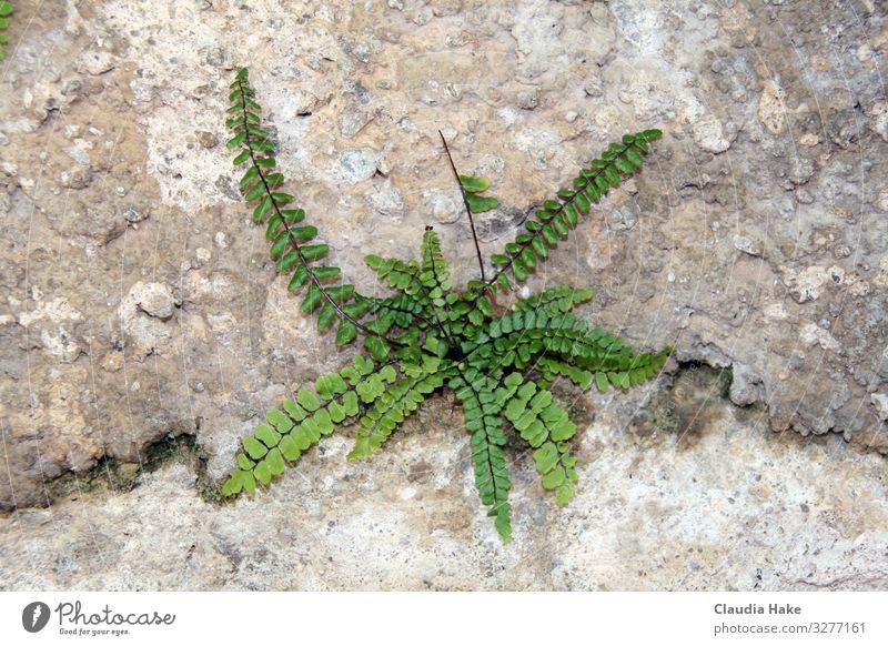 Strong fern Environment Nature Plant Earth Fern Leaf Foliage plant Stone Sand Concrete Success Dry Green Environmental pollution Environmental protection