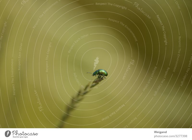 bug Environment Nature Animal Wild animal Beetle 1 Sit Freedom Joy Happy Congratulations Birthday Thank you very much Insect Colour photo Shallow depth of field