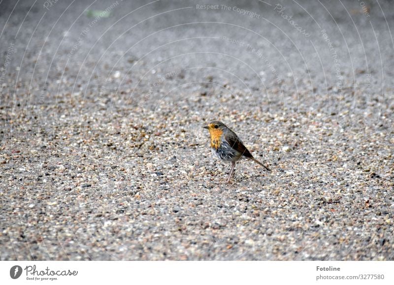 beeping bug Environment Nature Animal Elements Earth Sand Park Wild animal Bird Wing 1 Free Small Near Natural Gray Orange Robin redbreast Colour photo