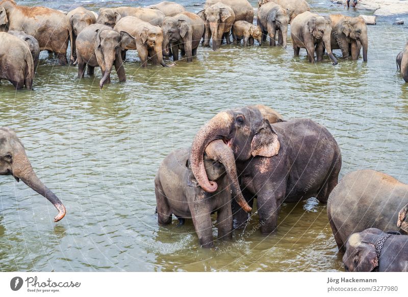 elephants in the river in Pinnawella Joy Virgin forest River Love Embrace Maha Oya Orphanage Pinewalla Sri Lanka animals Asia asian pachyderm pinnavela