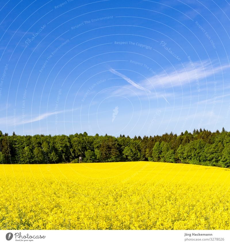 Spring countryside of yellow rapeseed fields in bloom Vacation & Travel Summer Nature Jump Yellow agriculture Background picture beautiful crop Europe European