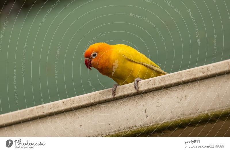 Yellow Parakeet II Animal Wild animal Bird Animal face Wing Claw Zoo 1 Observe Discover Looking Sit Exceptional Exotic Happiness Beautiful Natural Cute