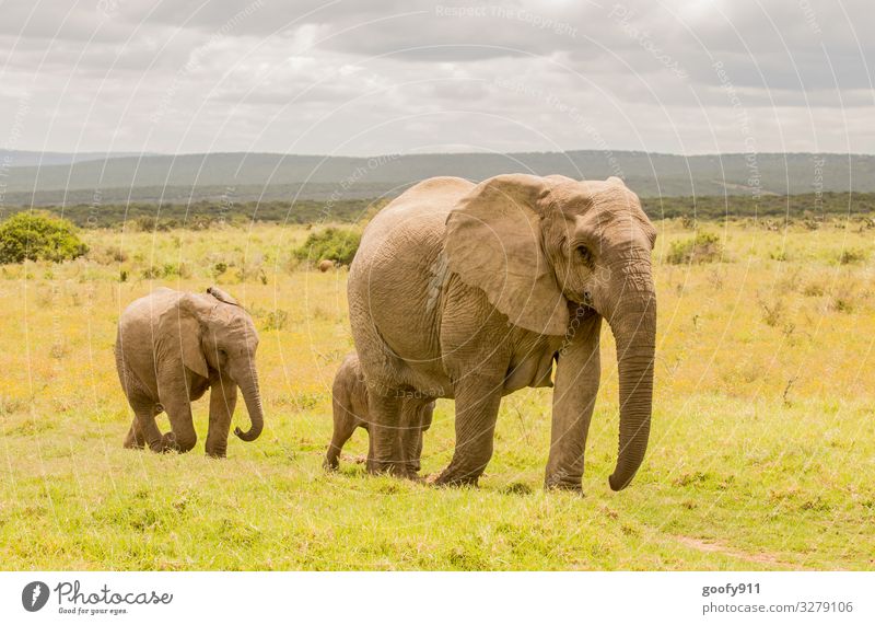 family trip Vacation & Travel Tourism Trip Adventure Far-off places Freedom Safari Expedition Environment Nature Landscape Sky Clouds Grass Animal Wild animal