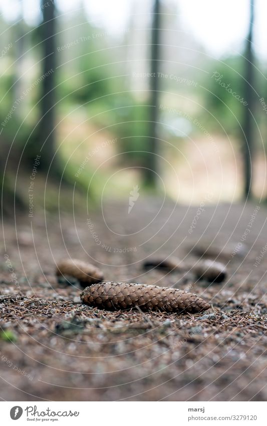 trip hazard Nature Spruce cone Lanes & trails Promenade Brown Colour photo Subdued colour Exterior shot Close-up Deserted Copy Space top Morning Contrast