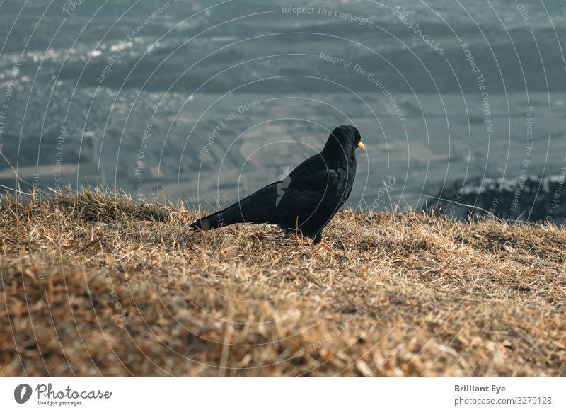 farsightedness Winter Mountain Nature Landscape Animal Climate change Hill Bird Jackdaw 1 Observe Authentic Free Infinity Switzerland Depth of field Alpine