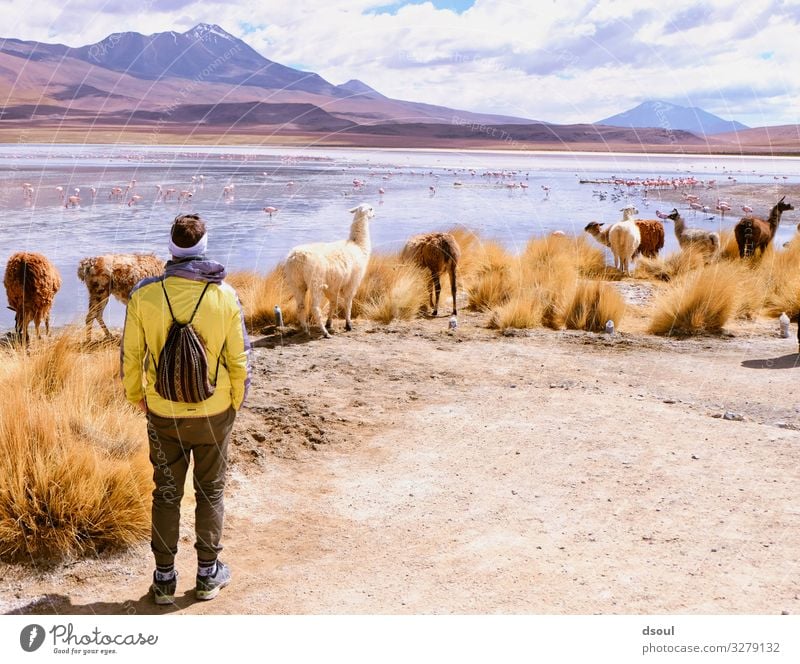 Bolivia Highlands Nature Landscape Plant Animal Bushes Mountain Herd Vacation & Travel Llama Lagoon Adventurer Colour photo Exterior shot Day