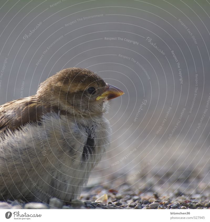 After the flight attempt. Animal Wild animal Bird Sparrow Passerine bird Songbirds 1 Baby animal Observe Flying Listening Looking Sit Brash Free Small Natural