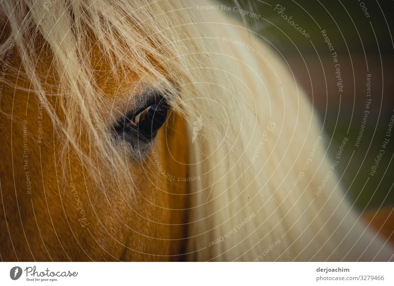 Look me in the eyes: a horse with long white hair looks with one eye at the viewer. Joy Harmonious Trip Bavaria Germany Deserted Horse 1 Animal Observe Discover