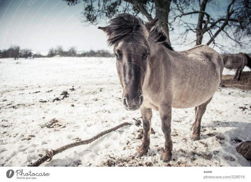 Kuhles Färt Winter Snow Environment Nature Landscape Animal Sky Horizon Wind Wild animal Horse Animal face 1 Herd Stand Authentic Cold Cute Blue White Curiosity