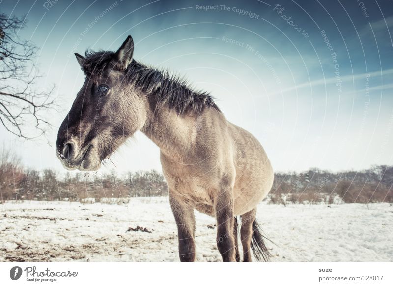 Wild Life Winter Snow Environment Nature Animal Sky Horizon Wild animal Horse Animal face 1 Stand Authentic Cold Cute Blue White Mane Horse's head Wild horses