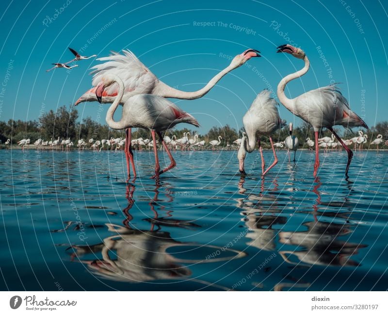 Flamingo Lagoon Vacation & Travel Tourism Adventure Environment Nature Landscape Animal Water Sky Cloudless sky Sunlight Beautiful weather Coast Ocean