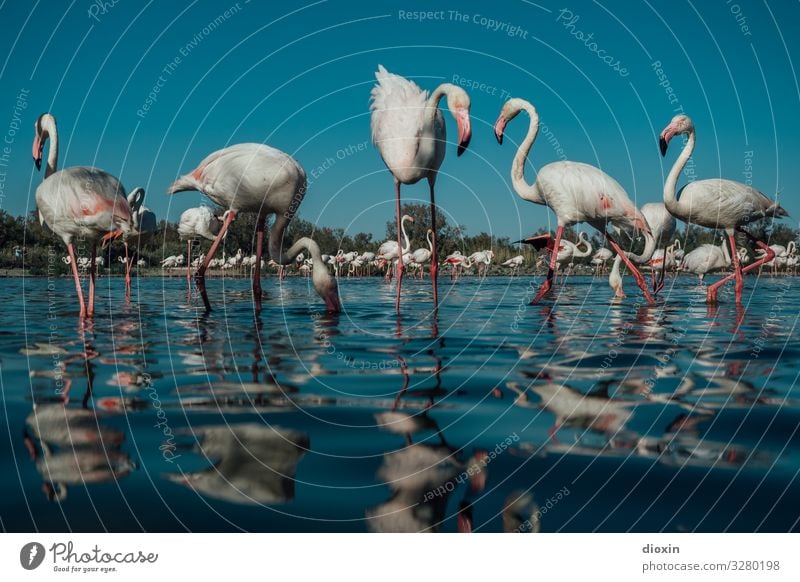 Flamingo Lagoon [2] Environment Nature Landscape Animal Water Sky Cloudless sky Weather Beautiful weather Waves Coast Bay Ocean Wild animal Bird