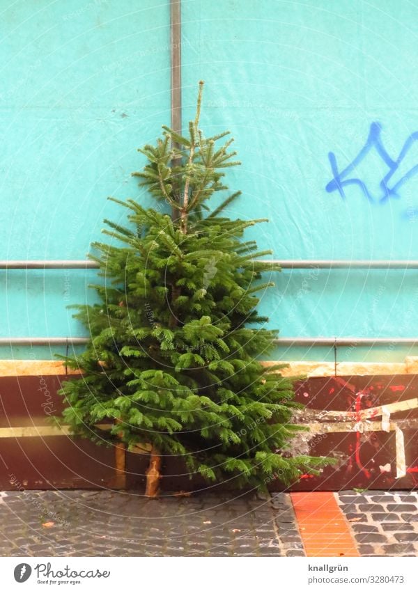 Jewelleryless Plant Tree Fir tree Nordmann fir Downtown Pedestrian precinct Stand Town Brown Green Turquoise Christmas tree Logging Colour photo Exterior shot