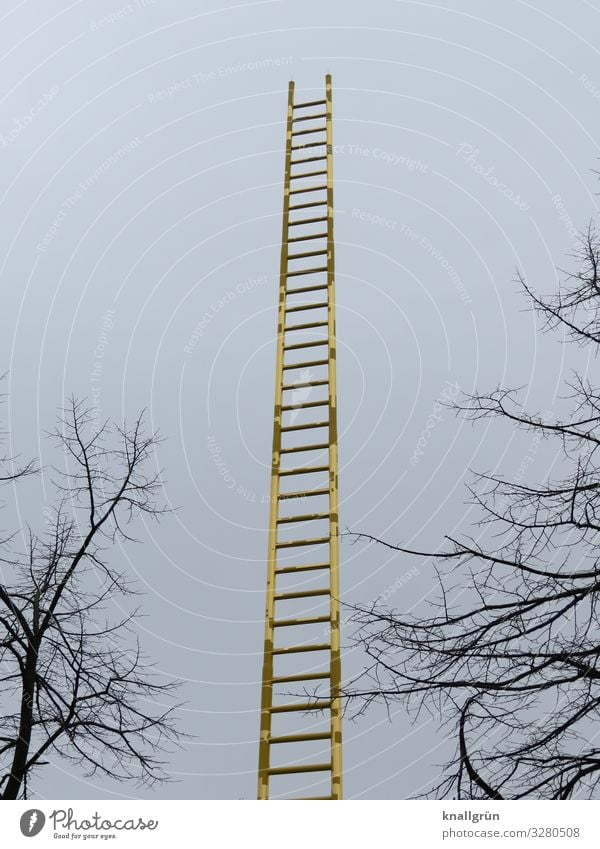 ladder to heaven Sky Winter Plant Tree Ladder Glittering Tall Blue Brown Gold golden ladder Colour photo Exterior shot Deserted Copy Space left Copy Space right