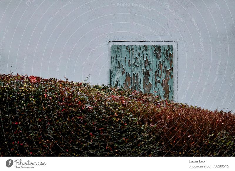 Still life, autumn Autumn Garden Wall (barrier) Wall (building) Facade Window Multicoloured Turquoise White Hedge Shutter Subdued colour Exterior shot Deserted